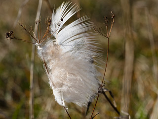 gefangen
