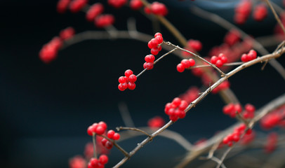Amur honeysuckle fruit