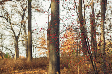 red berries on a tree in a forest in the winter