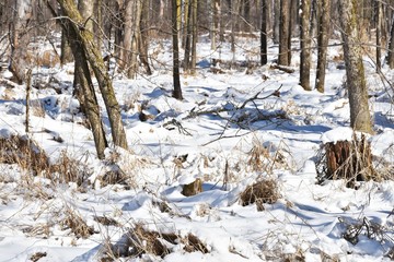 Fototapeta na wymiar Snow in the Woods