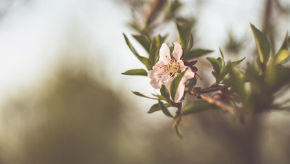 Naklejka na ściany i meble Apple blossom in spring
