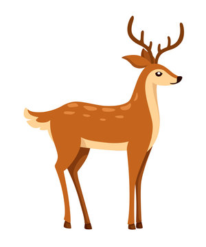 Brown deer. Hoofed ruminant mammals. Cartoon animal design. Cute deer with antlers. Flat vector illustration isolated on white background