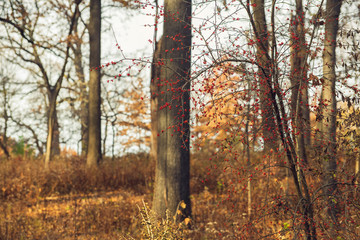 Fototapeta premium red berries on a tree in a forest in the winter