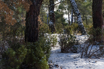 White landscape in a snowy pine forest in winter
