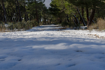 Christmas landscape. Snowy way surrounded by forest