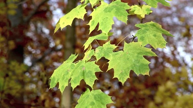 grüne Blätter am Ahornbaum, Ahorn im Herbst, full HD 1080p Video Footage