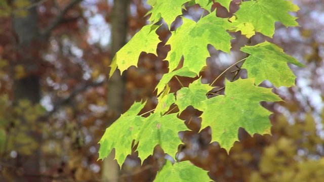 grüne Blätter am Ahornbaum, Ahorn im Herbst, full HD 1080p Video Footage