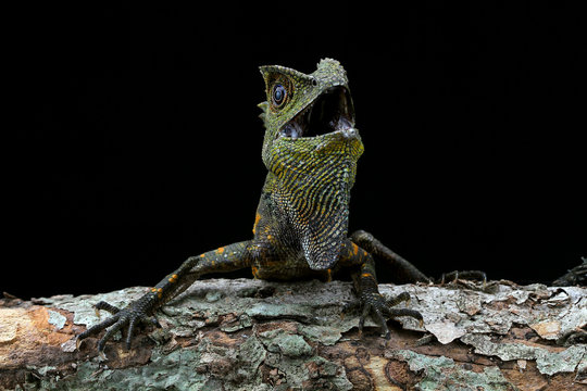 Portrait of an angry Boyd's Forest dragon, Indonesia