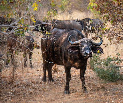 A herd of buffalo in the bush, Zimbabwe