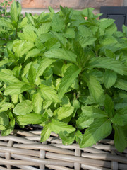 Fresh green mint leaves in the garden. Overhead shot. © Jana Kollarova