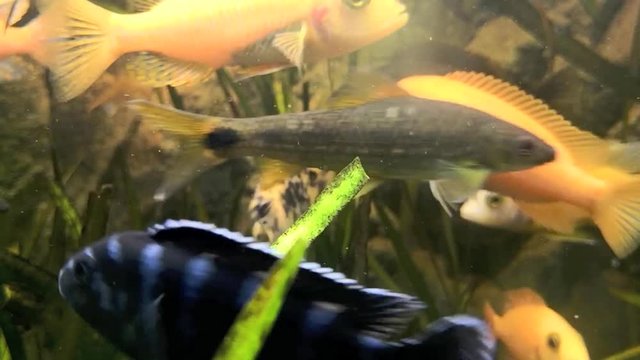Afrikanischer Malawi Buntbarsch  im Aquarium, full HD video footage