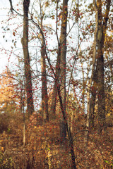 Fototapeta premium red berries on a tree in a forest in the winter