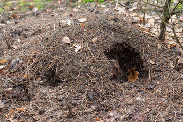A damaged anthill by a wild boar in the forest. Abandoned place by ants.