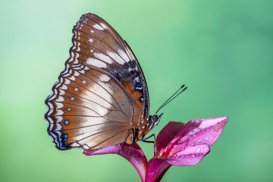 Portrait of Butterfly on a flower, Indonesia