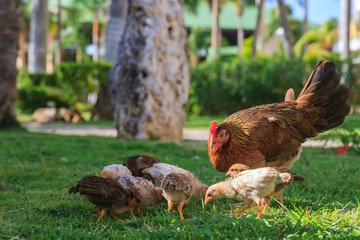 A hen with her chicks, on a hotel complex, eat seeds on the ground.