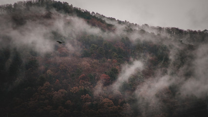 Eagle/vulture flies mountains cloud fog