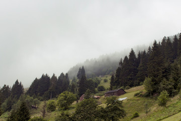 Fototapeta na wymiar View of traditional, wooden houses at high plateau in pine tree forest in fog. The image is captured in Trabzon/Rize area of Black Sea region located at northeast of Turkey.