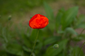 poppy