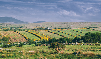 Fototapeta na wymiar Ireland green landscape