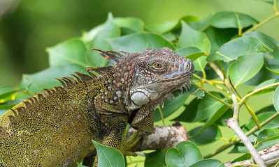 Green Iguana  (Iguana iguana) takes refuge on a tree branch, shelters from the heat of the sun.