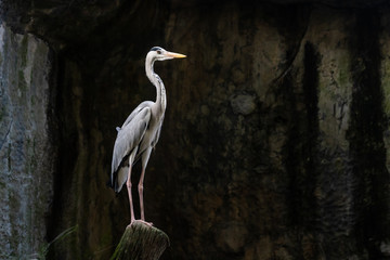lesser adjutant stork