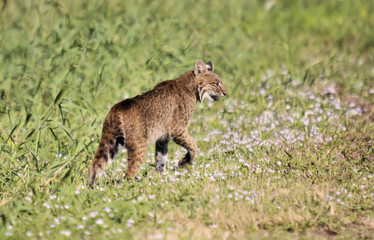 Angry Bobcat