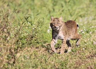 Bobcat Trot