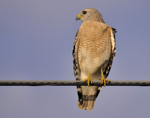 Red-Shouldered Hawk