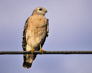Hawk on a Wire