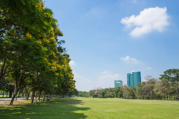green grass field in big city park