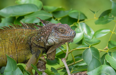 Green Iguana  (Iguana iguana) takes refuge on a tree branch, shelters from the heat of the sun.