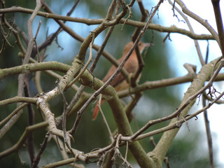 torres barbacena minas gerais