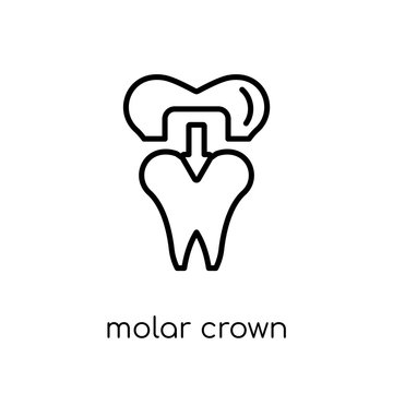 Molar crown icon. Trendy modern flat linear vector Molar crown icon on white background from thin line Dentist collection