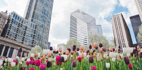 Chicago at springtime - obrazy, fototapety, plakaty