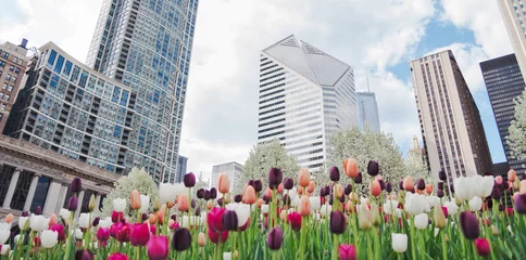 Abwaschbare Fototapete Chicago Chicago at springtime