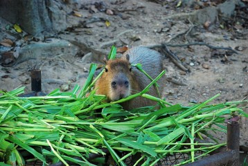 The capybara is a mammal native to South America. It is the largest living rodent in the world.