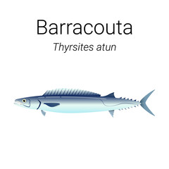 Barracouta - also known as the snoek is a tasty fish found in seas of Southern Hemisphere