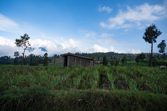 Vegetable plantation, Cemoro Lawang, Bromo Tengger Semeru National Park, Probolinggo, East Java, Indonesia