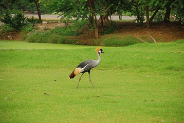Grey Crowned Crane (Balearica regulorum)  walking on green grass ground.