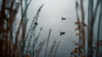 Ducks on foggy pond in morning