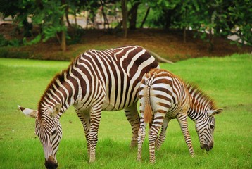 Fototapeta na wymiar Two zebras are eating fresh green grass in meadow.
