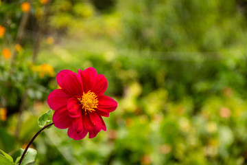 PINK FLOWER