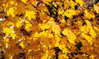 Golden Autumn Leafs