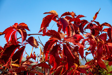 Naklejka premium Beautiful Nature