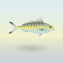 Australian Herring fish illustration