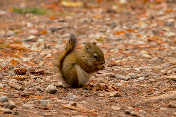 Squirrel eating