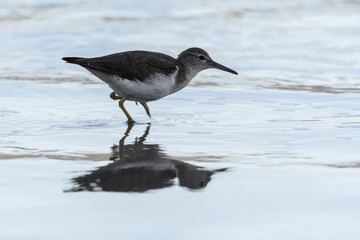 Curious young spotted sand piper hunts for breakfast on an early morning in Costa Rica