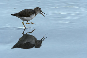 Curious young spotted sand piper hunts for breakfast on an early morning in Costa Rica