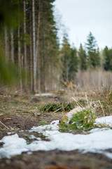 Image of trees and trail with a little bit of snow in forest