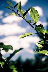 green leaves and blue sky